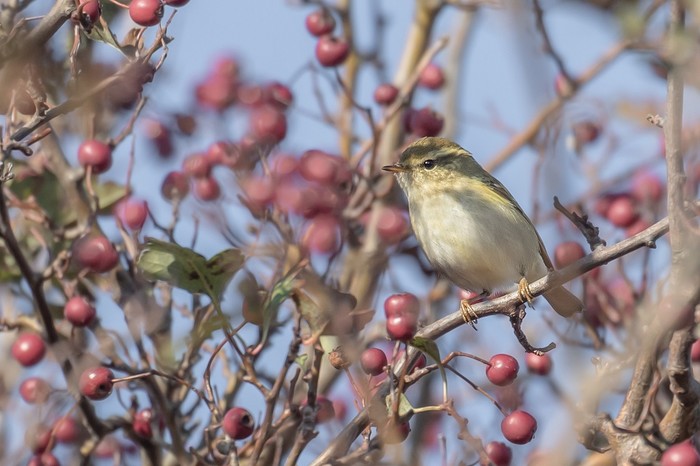Yellow-browed Warbler