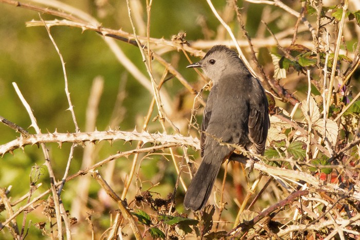 Grey Catbird