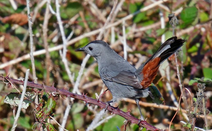 Grey Catbird