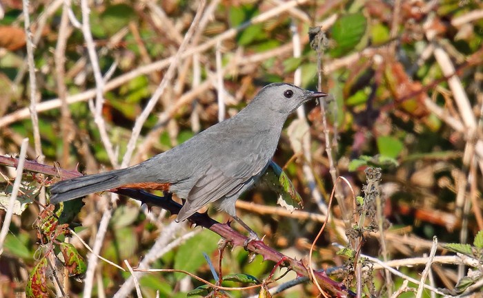 Grey Catbird