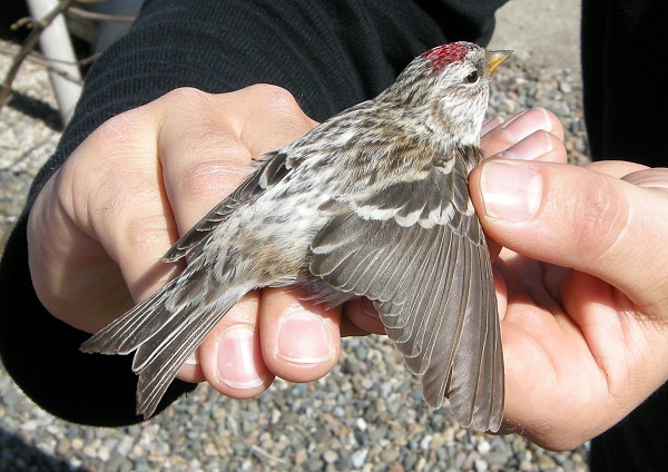 Mealy Redpoll
