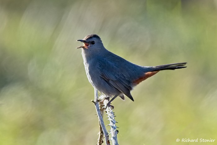 Grey Catbird