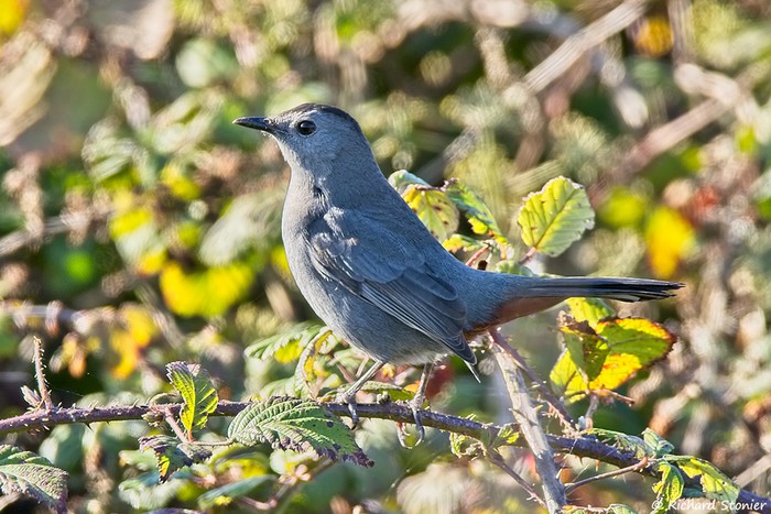 Grey Catbird