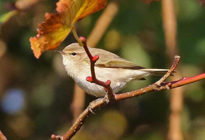 Siberian Chiffchaff
