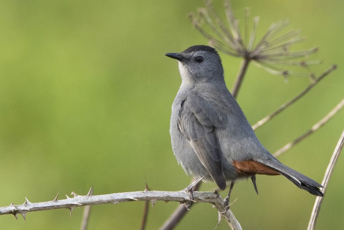 Grey Catbird