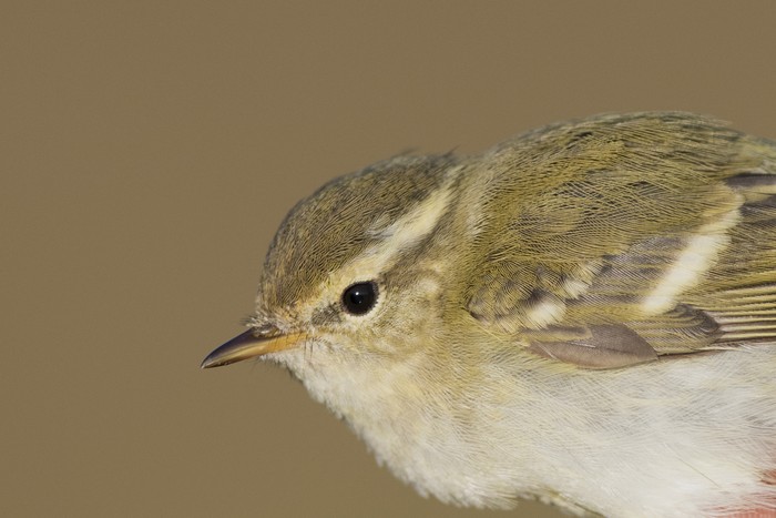 Yellow-browed Warbler