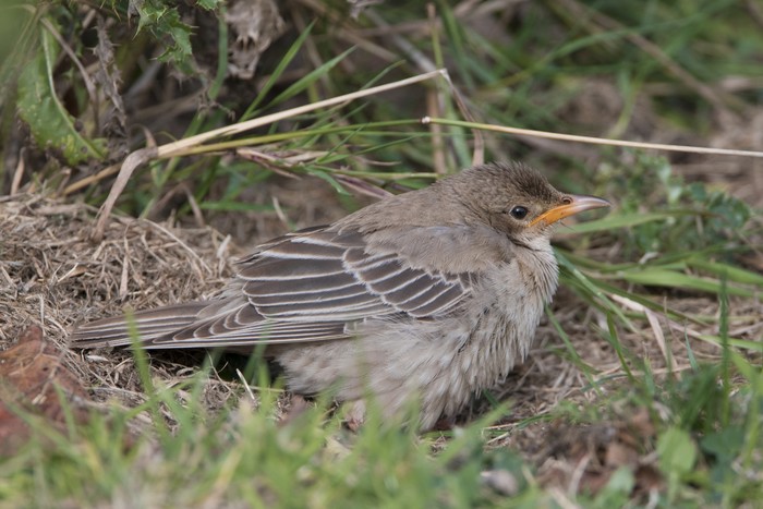 Rose-coloured Starling