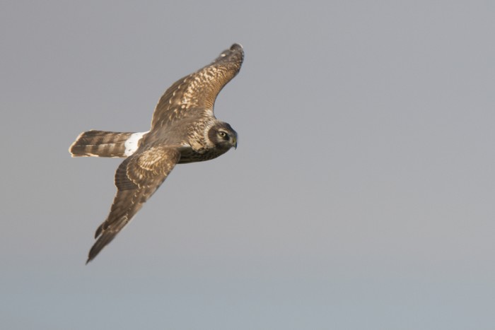 Hen Harrier