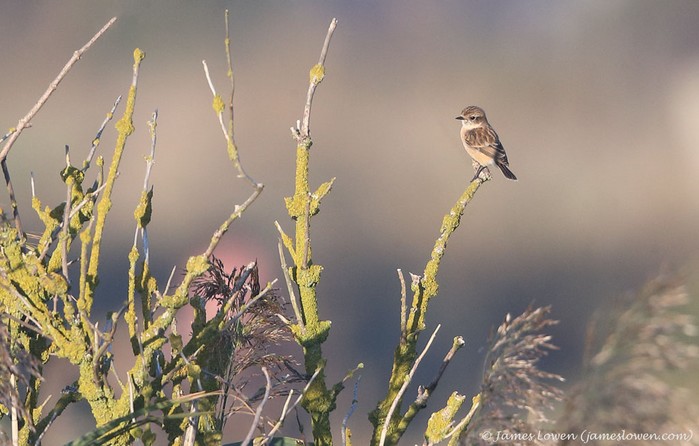 Stejneger's Stonechat