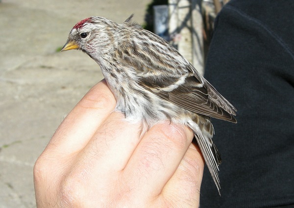 Mealy Redpoll
