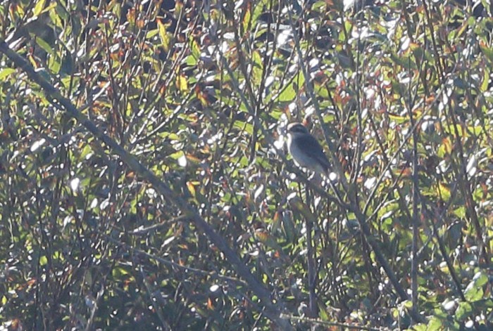 Brown Shrike