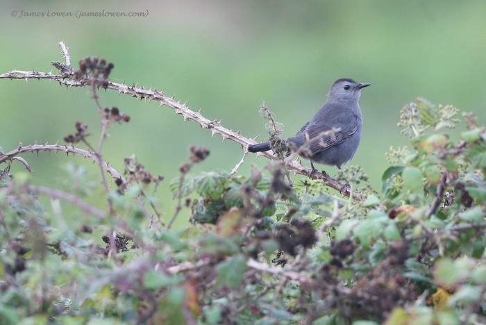 Grey Catbird