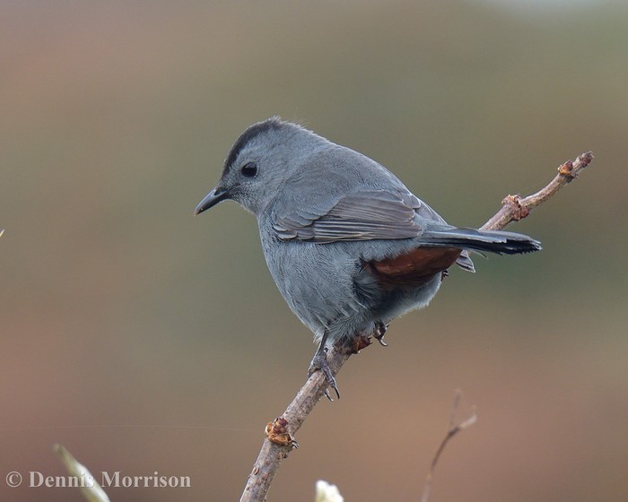 Grey Catbird
