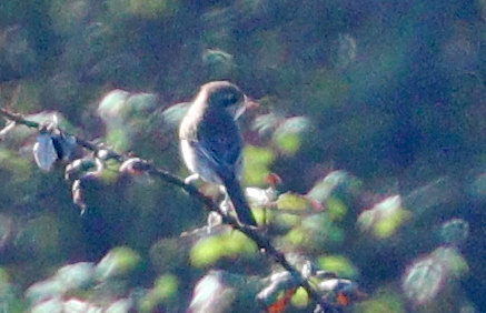 Brown Shrike