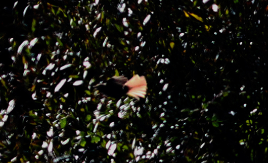 Brown Shrike