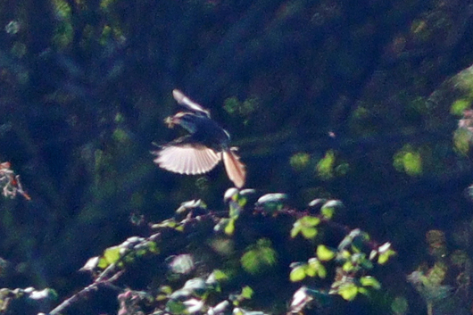 Brown Shrike