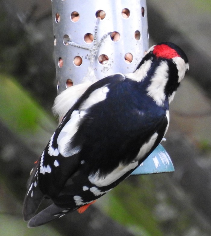 Great Spotted Woodpecker