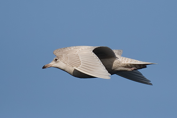 Iceland Gull