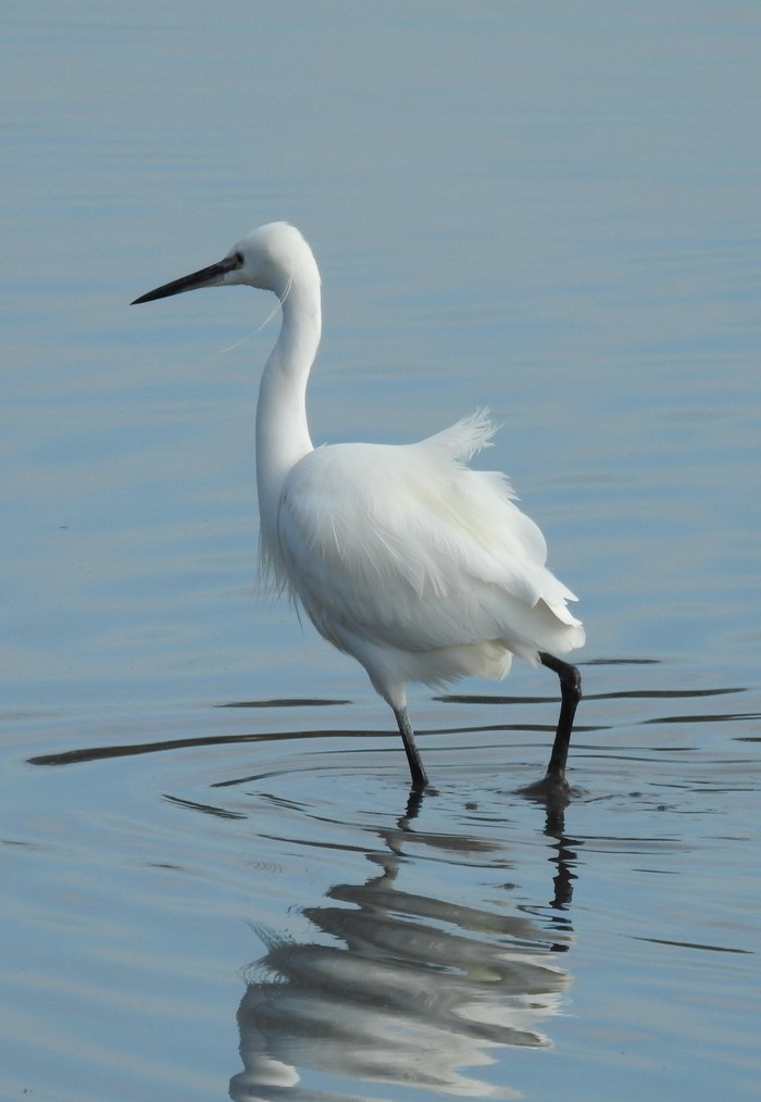 Little Egret