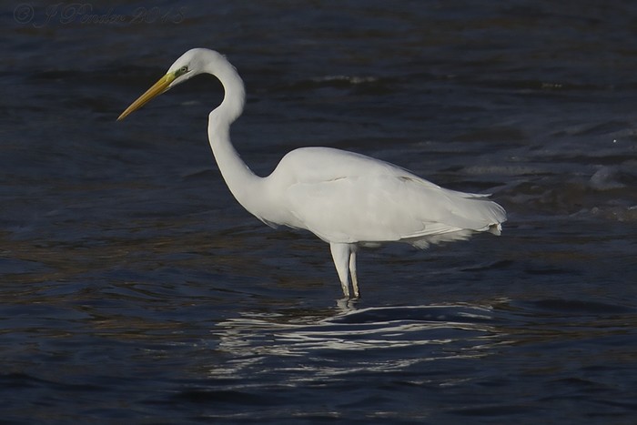 Great White Egret