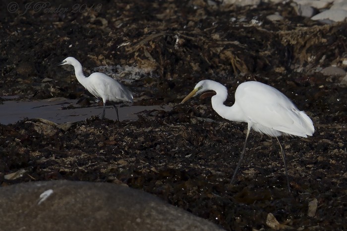 Great White Egret