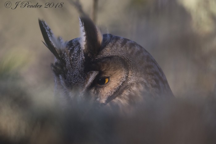Long-eared Owl