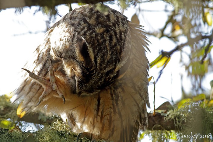 Long-eared Owl