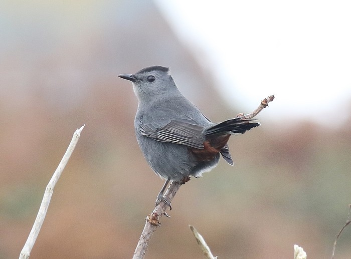 Grey Catbird