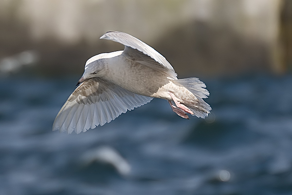 Iceland Gull