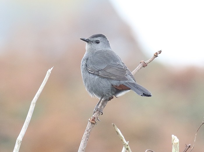 Grey Catbird