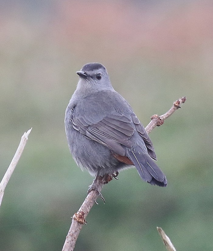 Grey Catbird