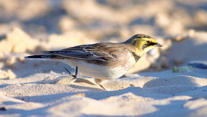 Shorelark