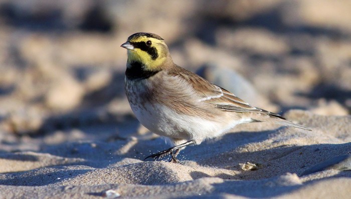 Shorelark