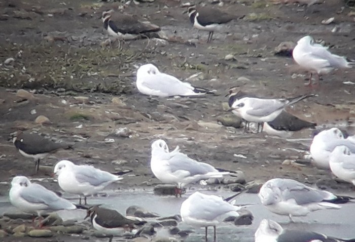 Gull-billed Tern