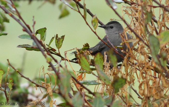 Grey Catbird