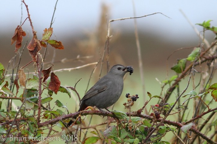 Grey Catbird