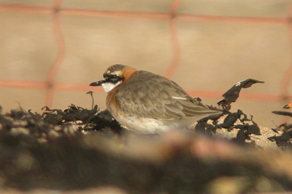 Mongolian Sand Plover