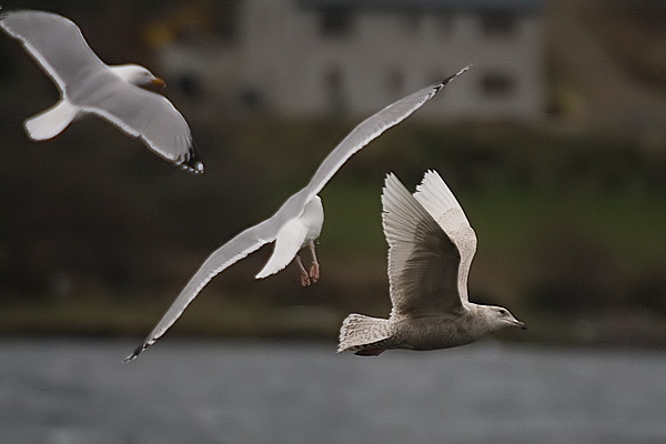 Iceland Gull