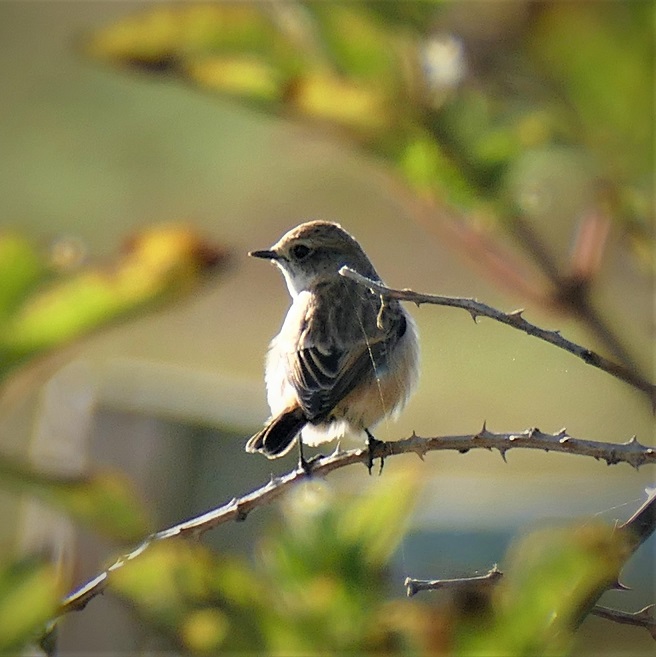 Stejneger's Stonechat