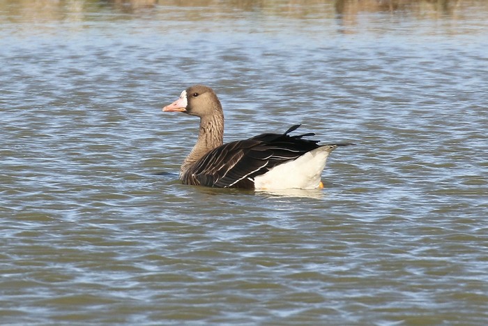Russian White-fronted Goose