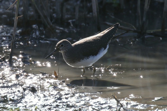 Green Sandpiper