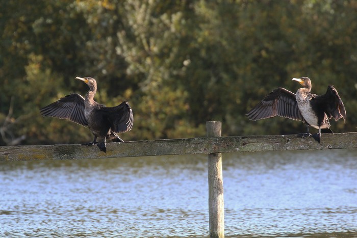 Cormorant