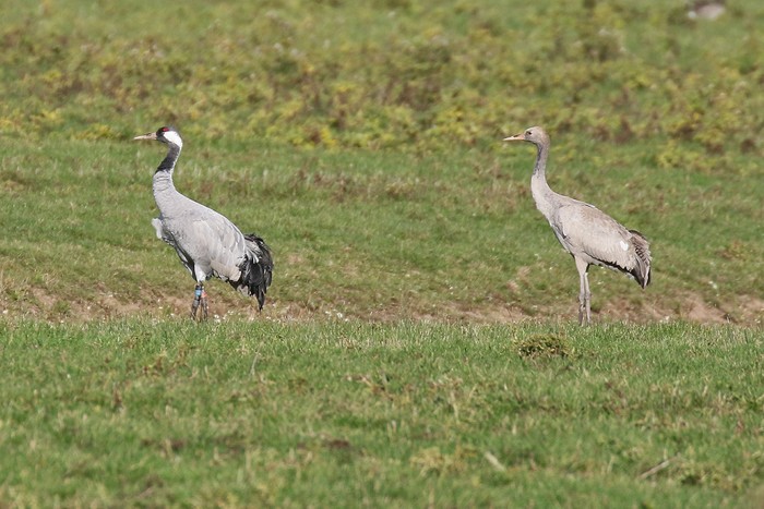 Common Crane