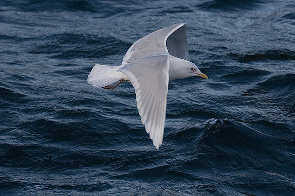 Iceland Gull