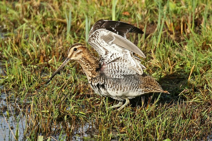 Snipe