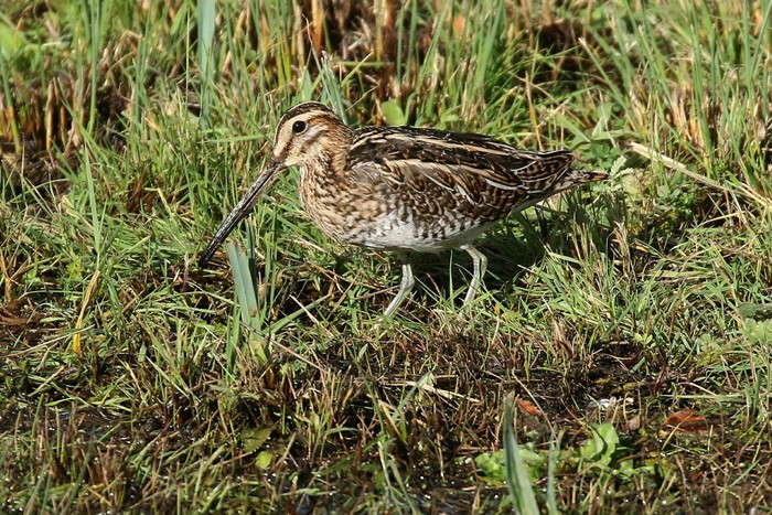 Snipe