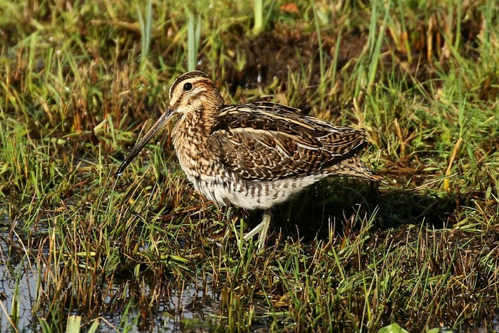 Snipe