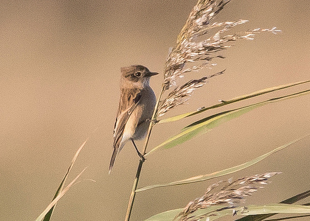 Eastern Stonechat
