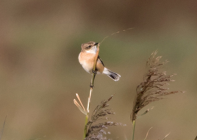 Eastern Stonechat