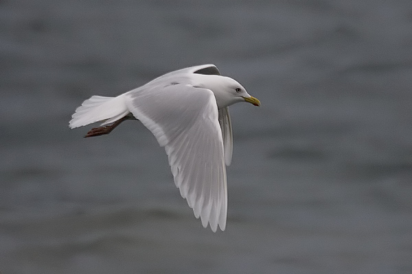 Iceland Gull